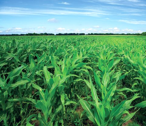Golden West non-GMO corn hybrid GW 0008 (FAO 180) – samantaporumb.ro – Patru Agro SRL, Romania