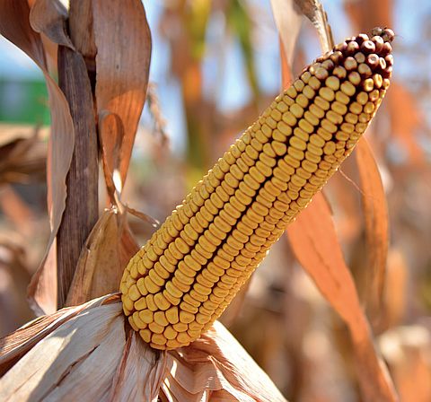 Golden West non-GMO corn hybrid GW 0332 (FAO 300) - samantaporumb.ro - Patru Agro SRL, Romania