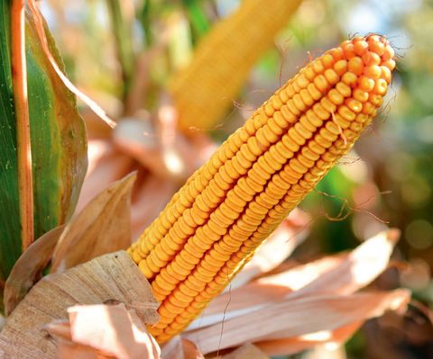 Golden West non-GMO corn hybrid GW 2122 (FAO 330) - samantaporumb.ro - Patru Agro SRL, Romania