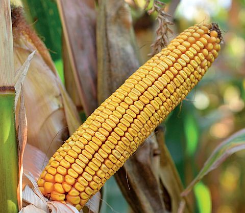 Golden West non-GMO corn hybrid GW 3808 (FAO 350) – samantaporumb.ro – Patru Agro SRL, Romania