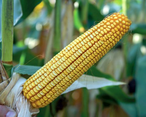 Golden West non-GMO corn hybrid GW 4627 (FAO 550) - samantaporumb.ro - Patru Agro SRL, Romania