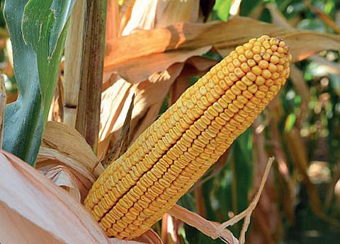 Golden West non-GMO corn hybrid GW 9003 (FAO 370) - samantaporumb.ro - Patru Agro SRL, Romania