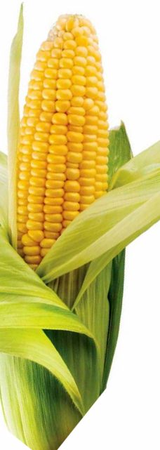 Olt (FAO 430), Romanian non-GMO corn hybrid - samantaporumb.ro - Patru Agro SRL, Romania